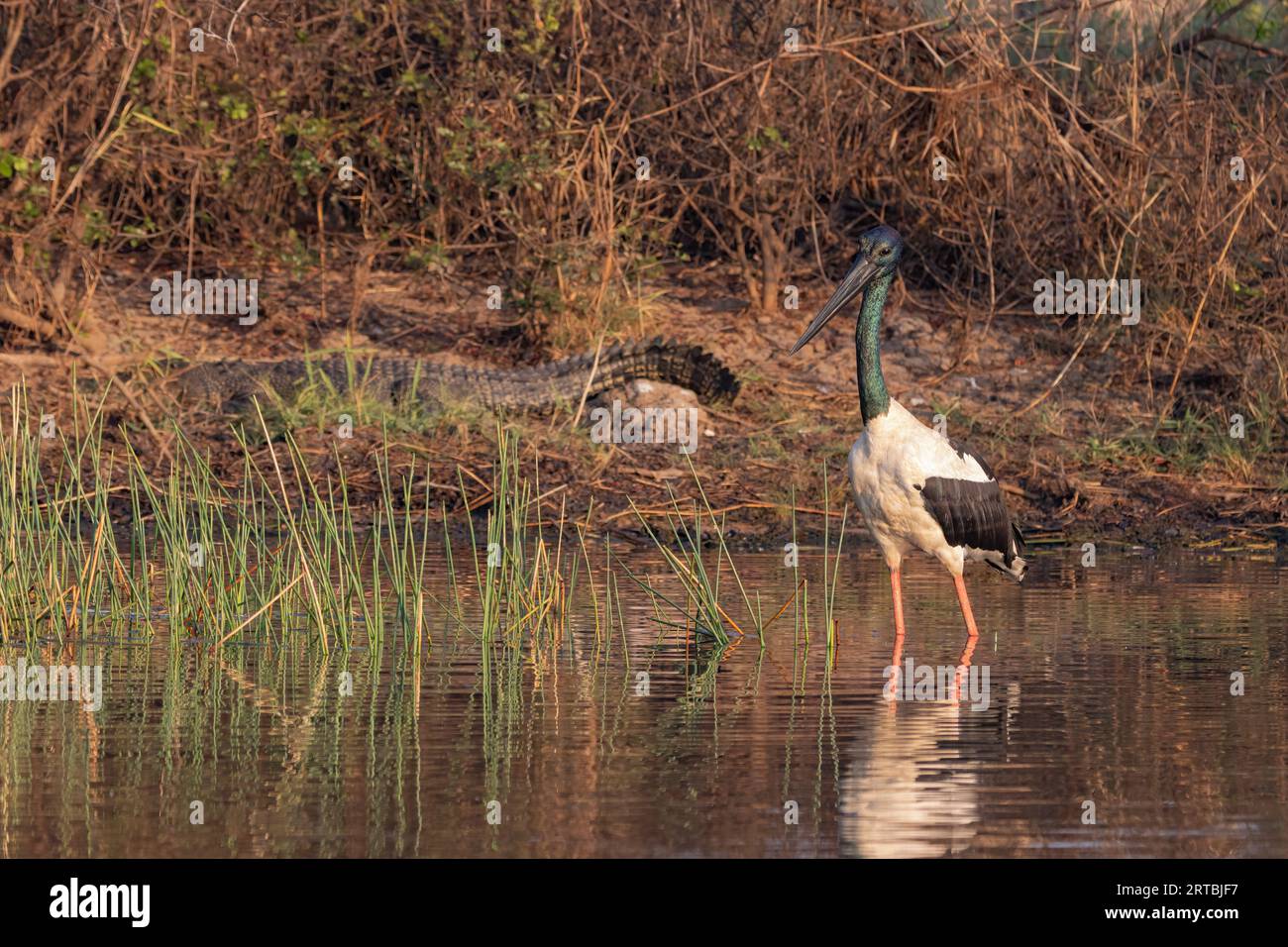 Dieser männliche Schwarzhalsstorch scheint überhaupt nicht von dem riesigen Salzwasserkrokodil gestört zu sein, das sich am Ufer sonnt. Stockfoto