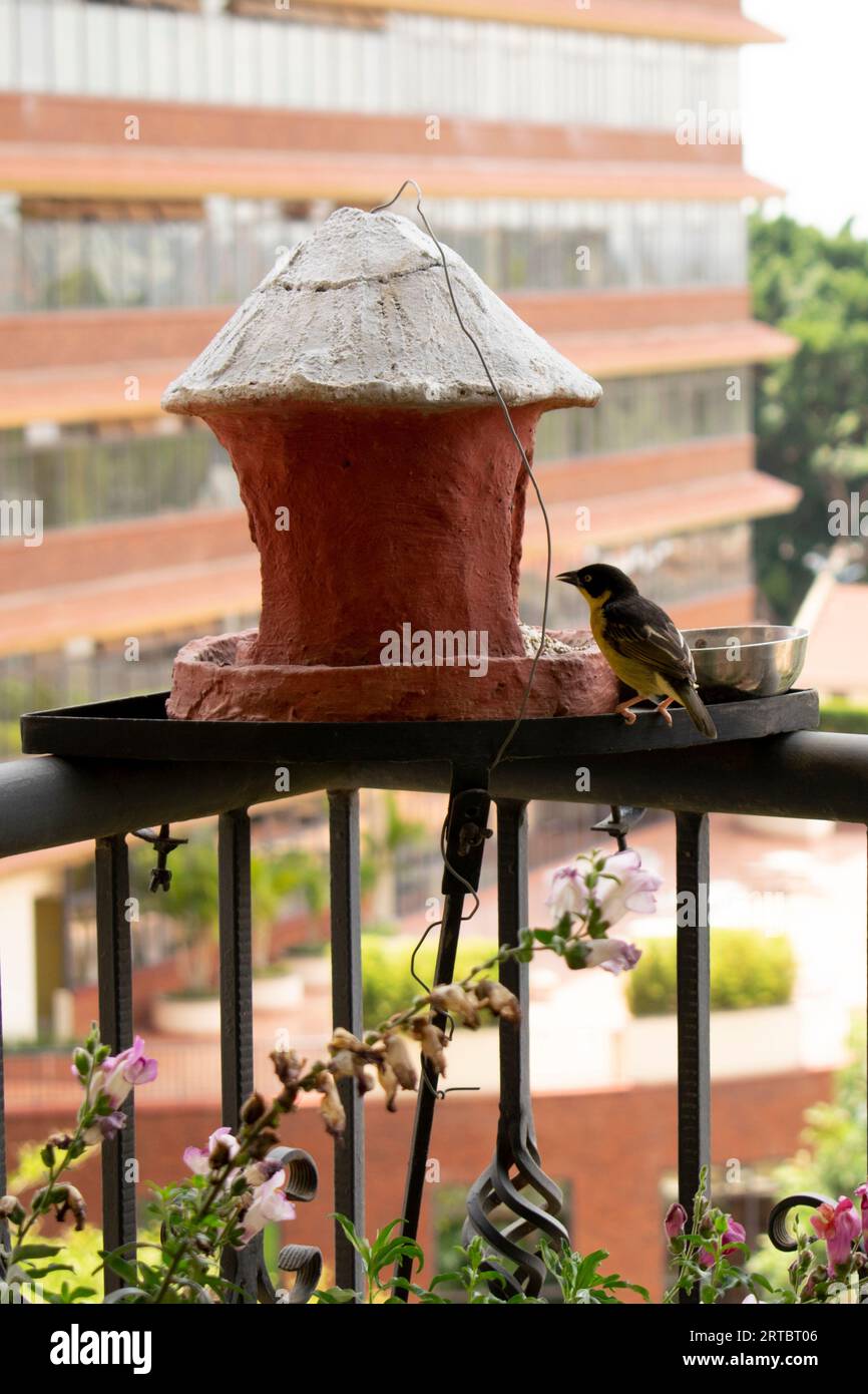 Baglafecht-Weber (Ploceus baglafecht) auf dem hausgemachten Vogelfutterplatz Stockfoto