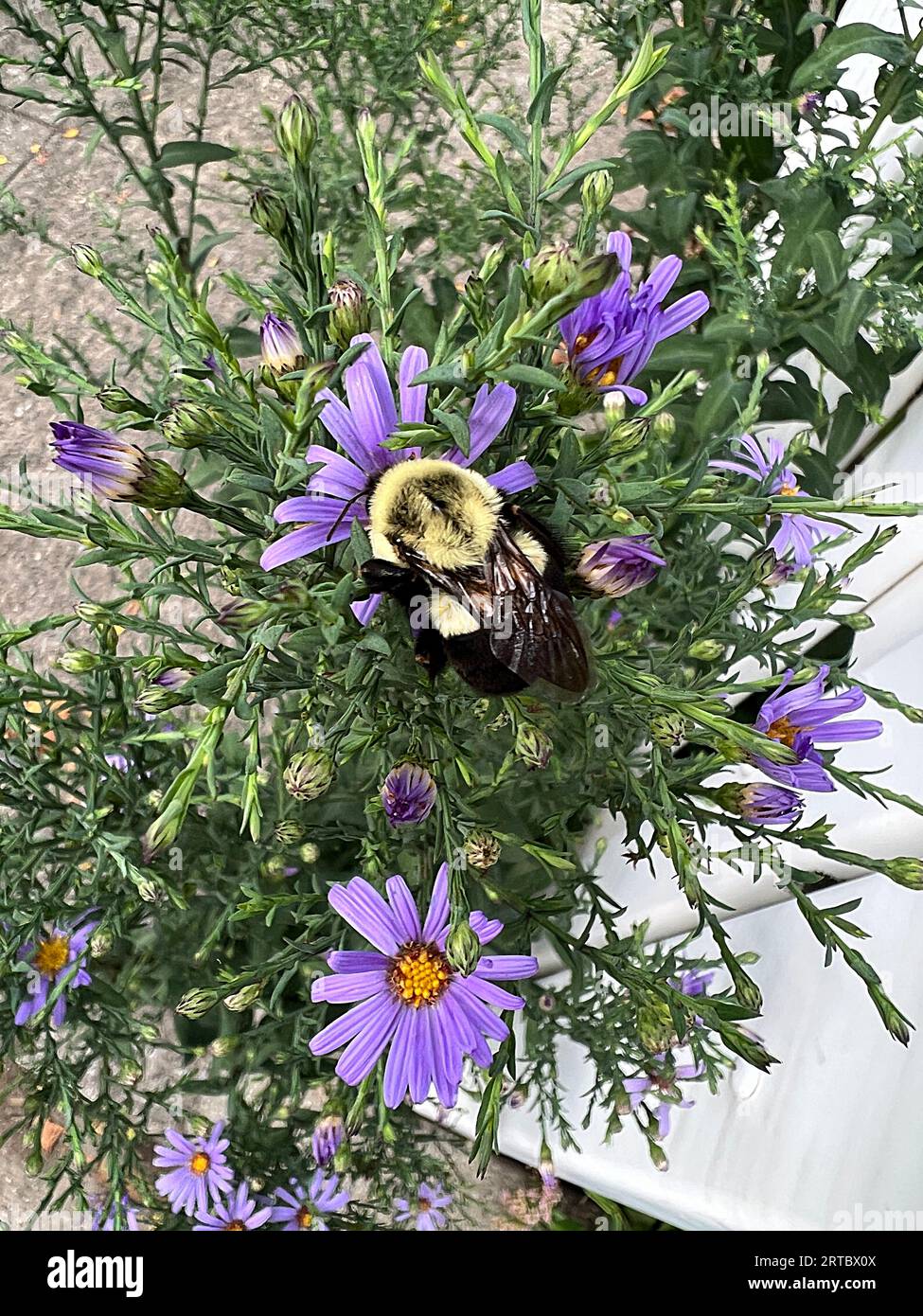 Honigbiene auf einer Blume in einem Garten in Brooklyn, New York. Stockfoto