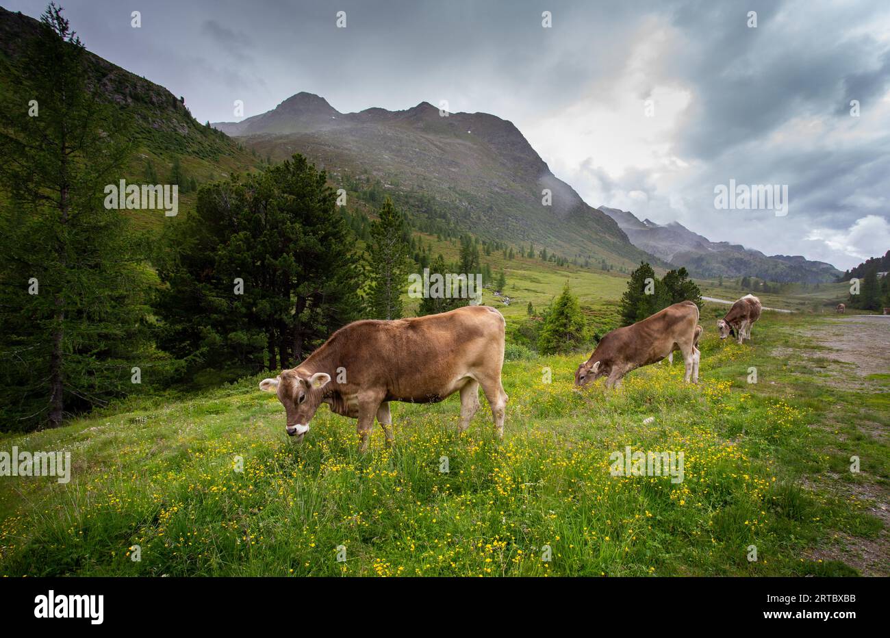 Berglandschaft mit braunem schweizer Vieh auf Weide Stockfoto