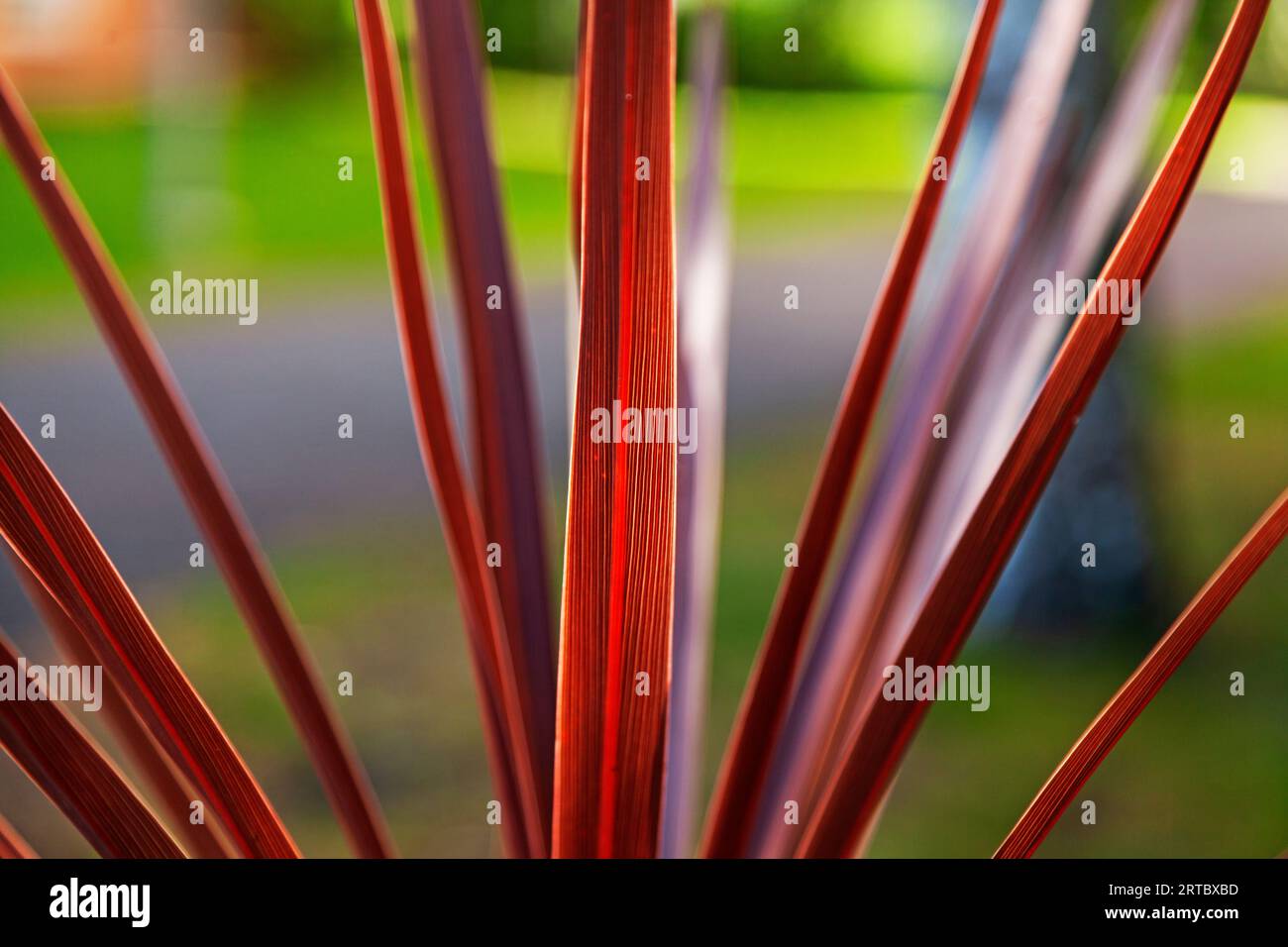 Schöne Pflanze mit roten langen Blättern Stockfoto