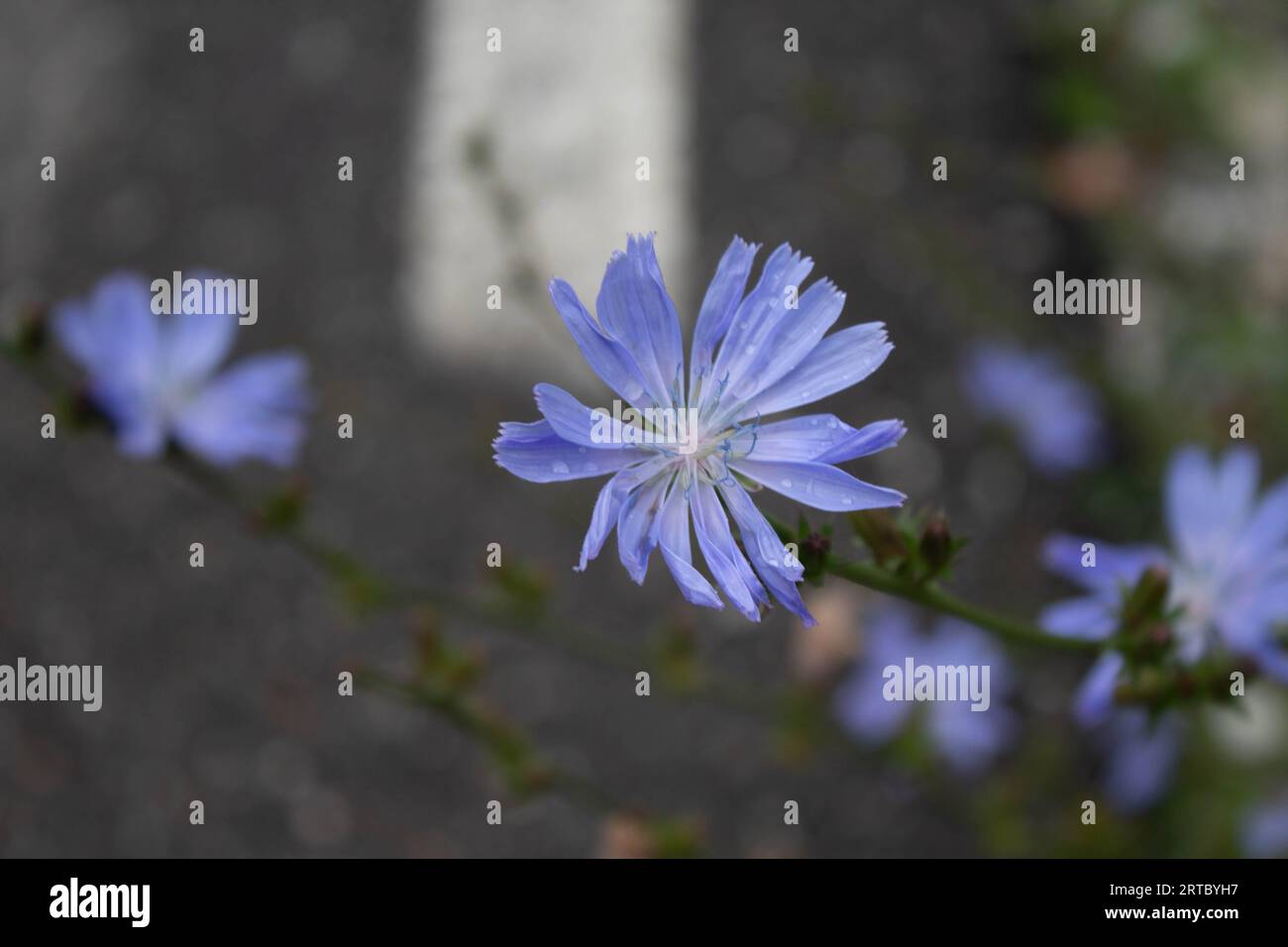 Eine blaue Blume nach dem Regen Stockfoto