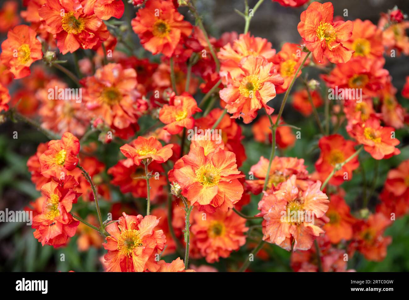 Nahaufnahme der roten Blumen von Geum, Mai Tai Stockfoto