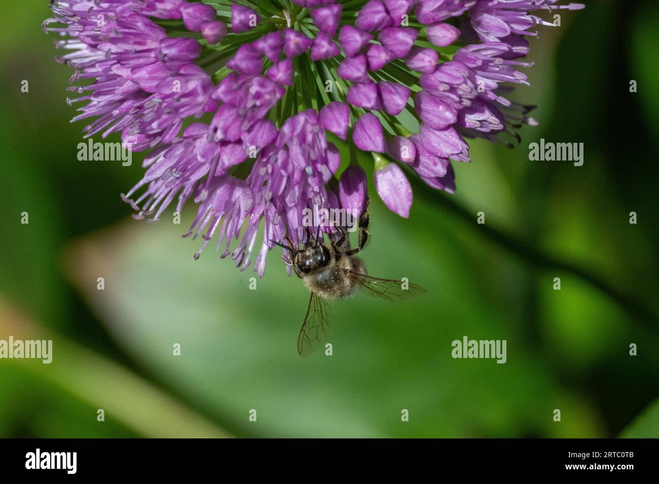 Privatgarten, Hamburg, Deutschland Stockfoto