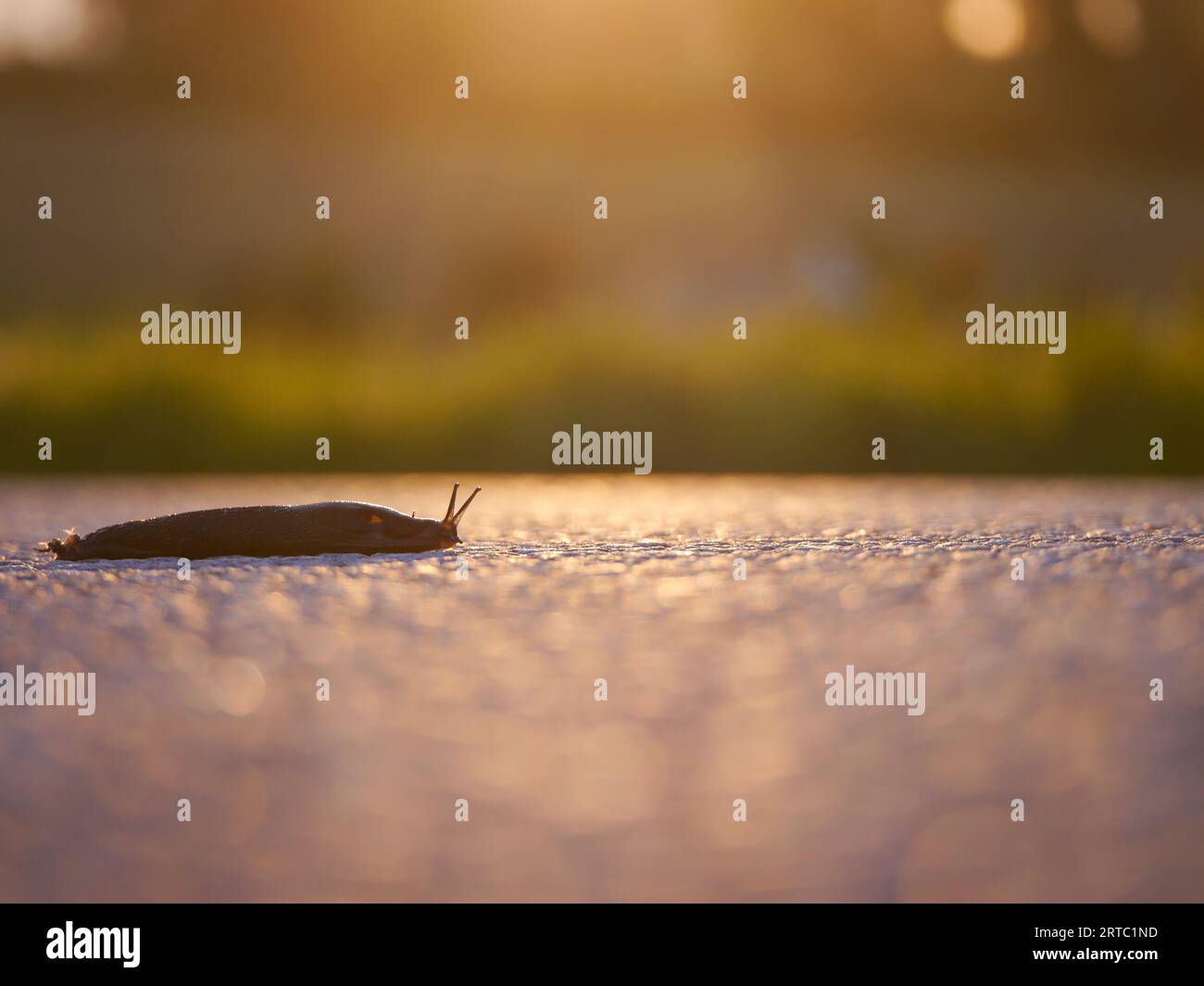 Nahaufnahme einer Schnecke auf Asphalt Stockfoto