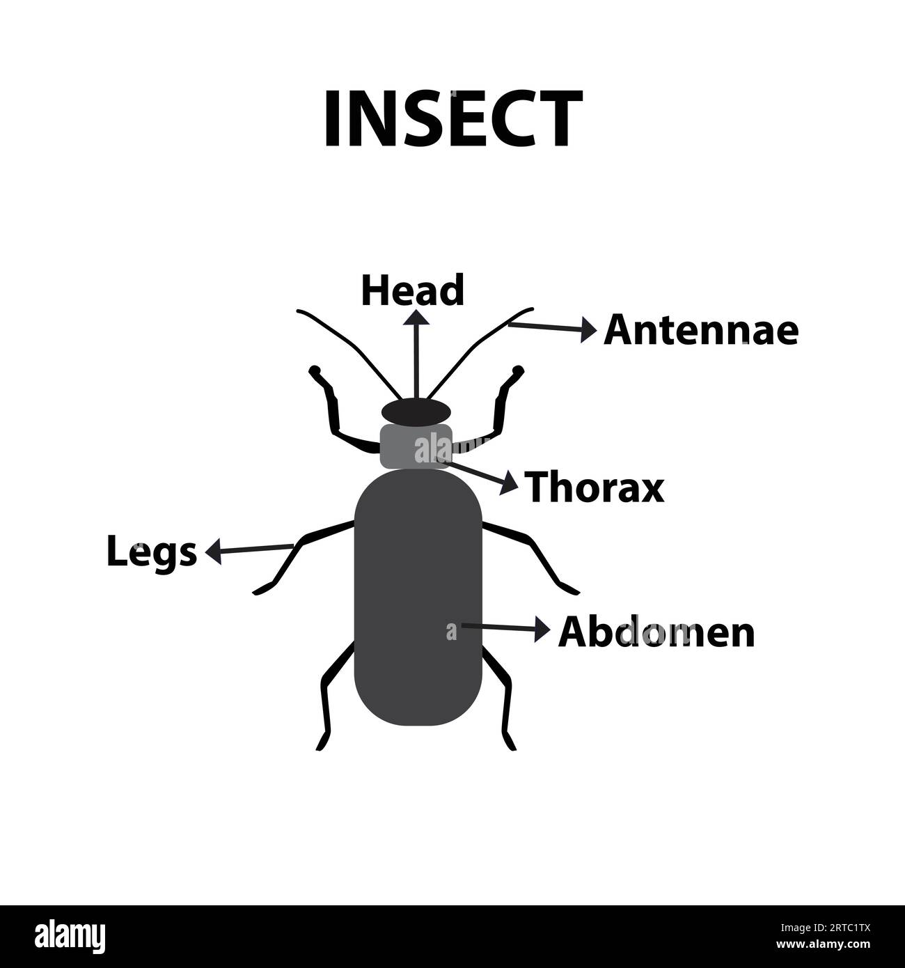 Körperteile eines Insekts, Lehrblatt Stock Vektor