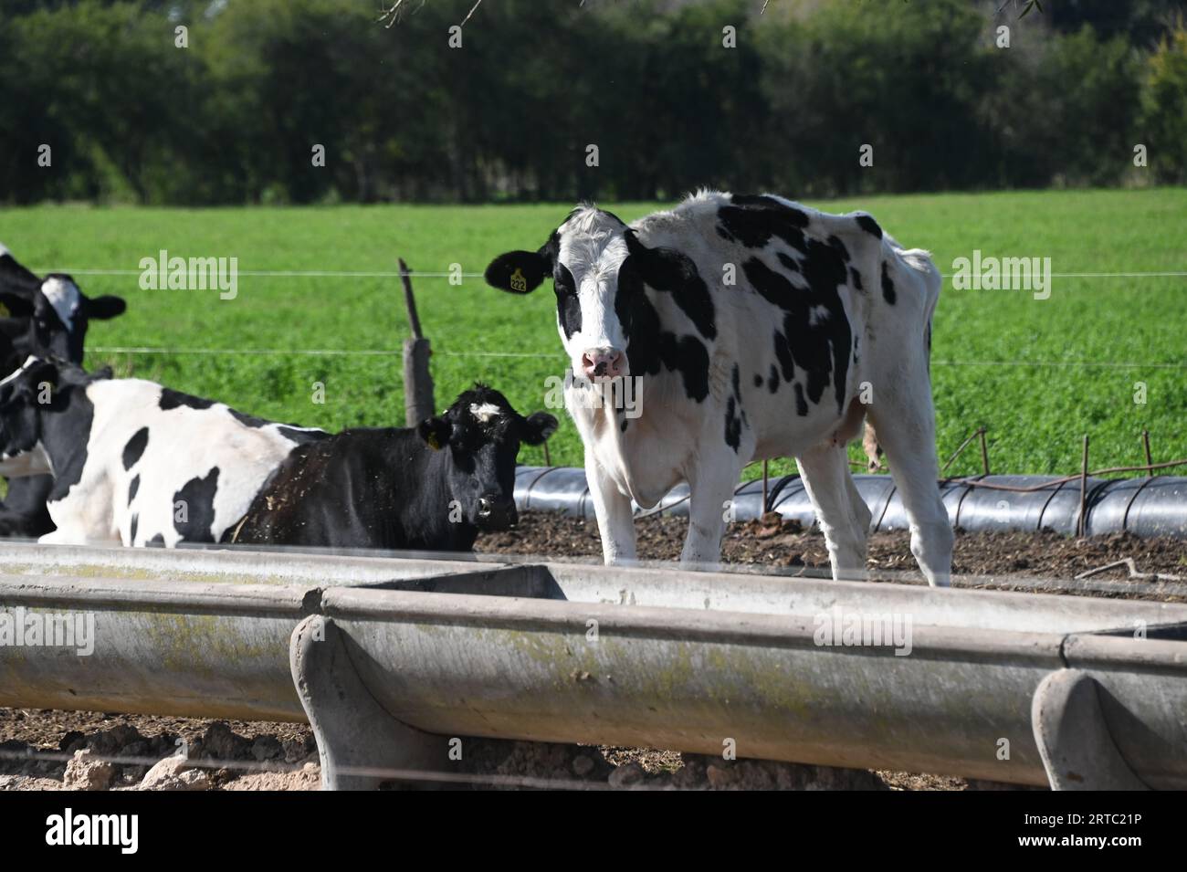 Granja de cerdos y vacas en Argentina Stockfoto