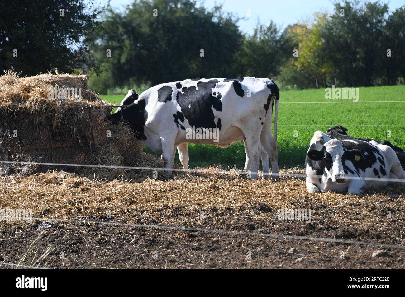 Granja de cerdos y vacas en Argentina Stockfoto