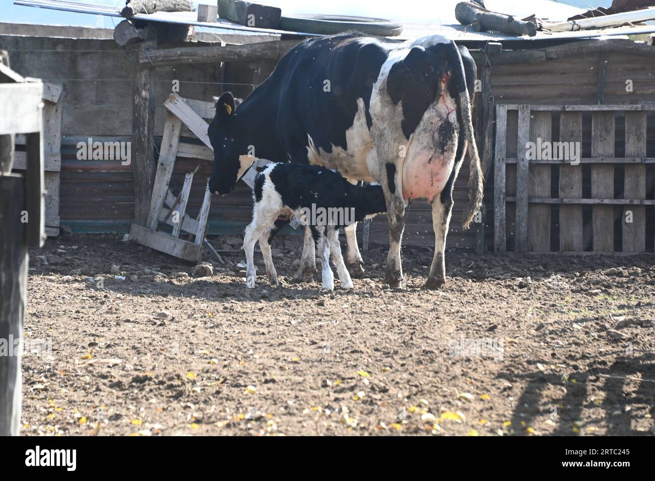 Granja de cerdos y vacas en Argentina Stockfoto