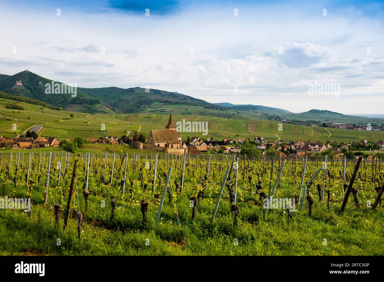Kirche in den Weinbergen, gotische Stadtbefestigung Saint-Jacques, Hunawihr, Grand Est, Oberrhein, Elsass, Frankreich Stockfoto