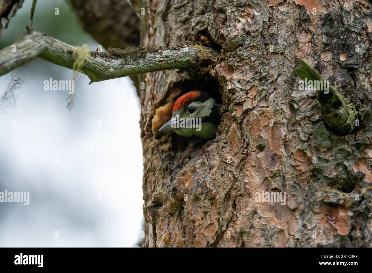 Jungspeckenspecht (Dendocopus Major) in Baumloch im Nadelholz im Rauriser Urwald, Nationalpark hohe Tauern, Salzburg, Österreich Stockfoto