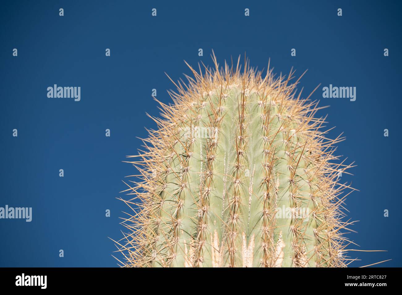 Close-up von Cactus in der argentinischen Provinz Jujuy. Stockfoto