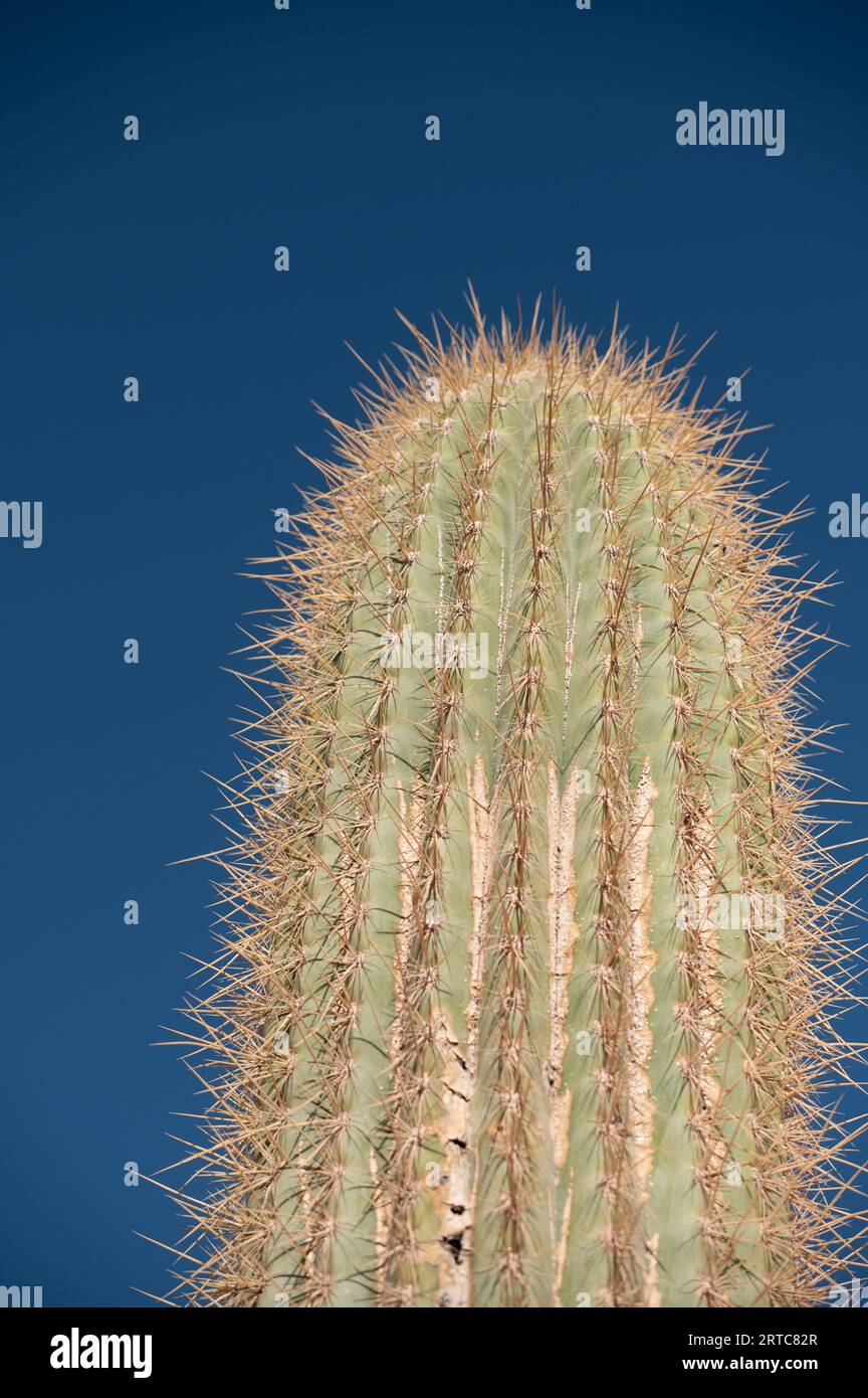 Close-up von Cactus in der argentinischen Provinz Jujuy. Stockfoto