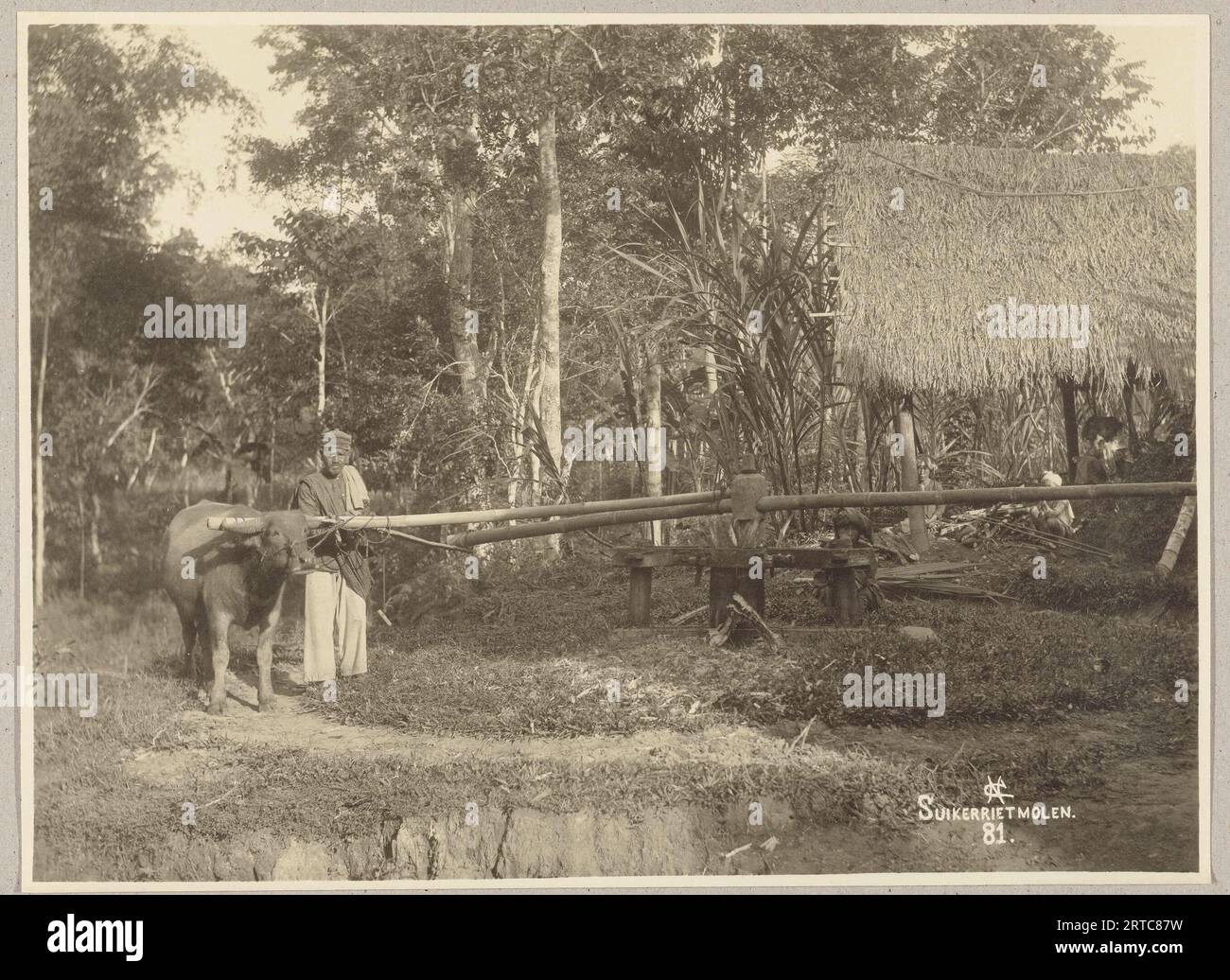 West Sumatra, Indonesien, 1900, Vintage-Archivfoto, Minangkabau People Zuckerrohrmühle angetrieben von einem Ochsen, Stockfoto