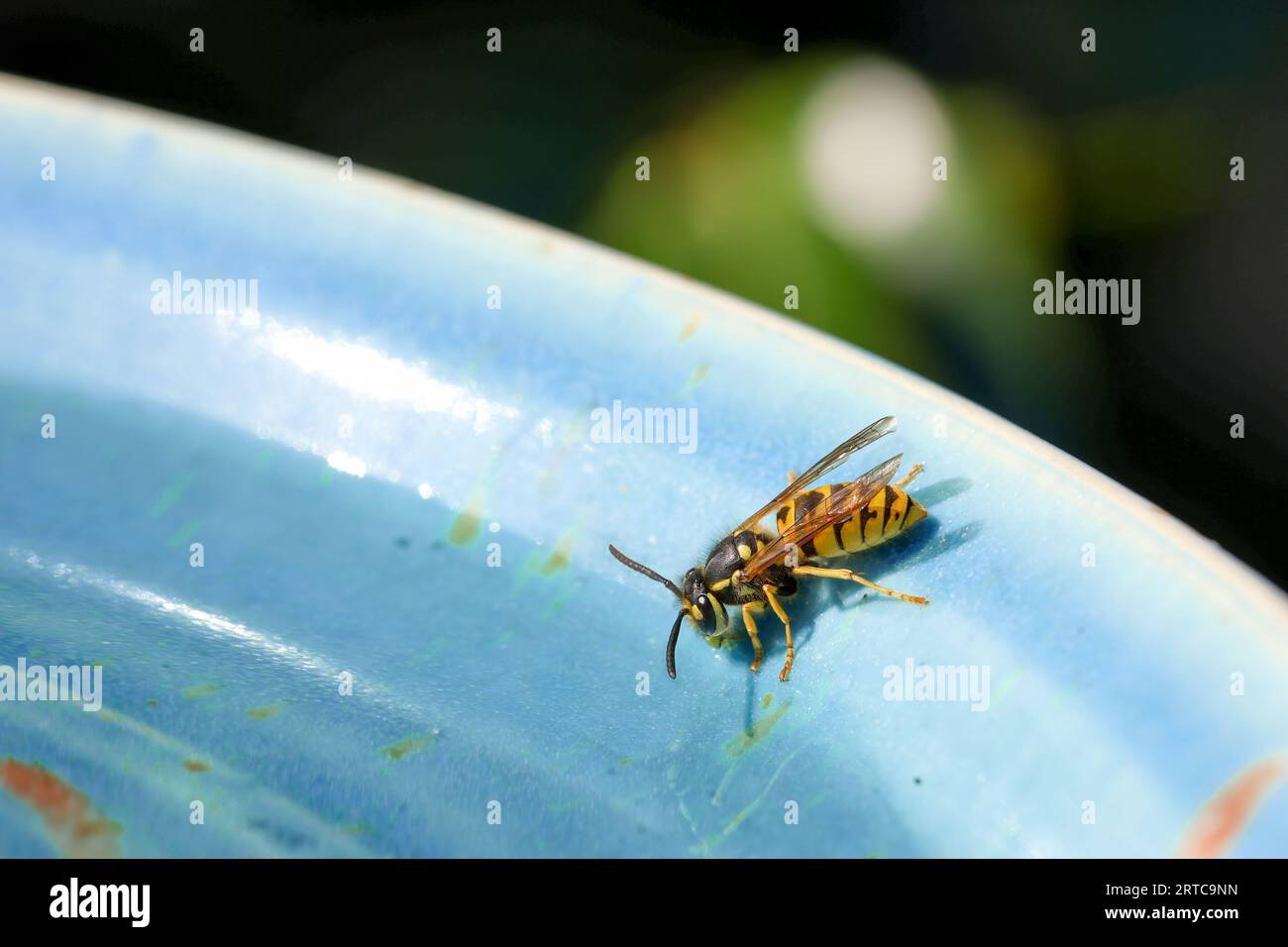 Durstige Wespengetränke aus dem Vogelbad bei heißen Temperaturen Stockfoto