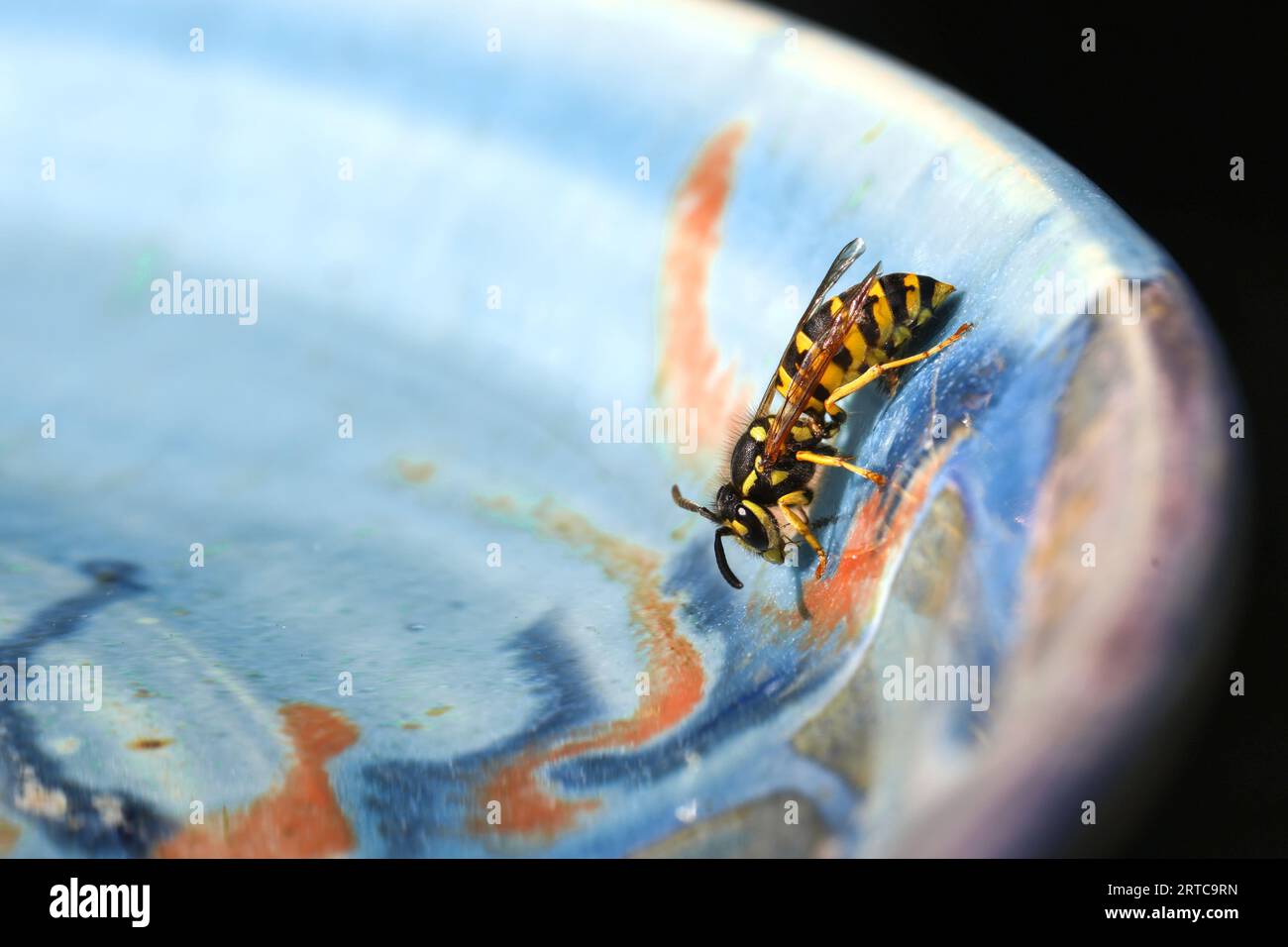 Durstige Wespengetränke aus dem Vogelbad bei heißen Temperaturen Stockfoto