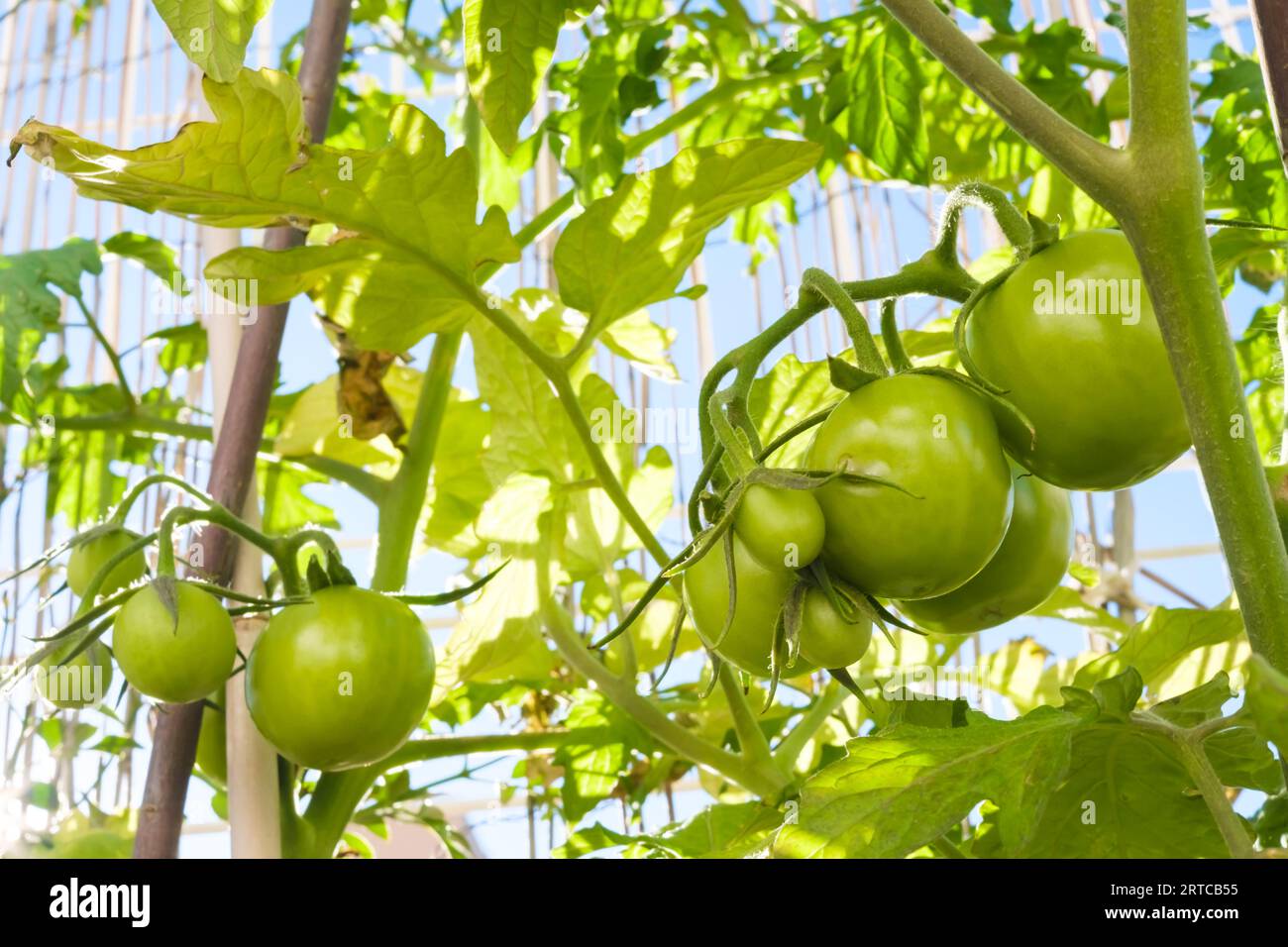 Immer noch grüne Tomaten in einem Bündel auf dem Zweig der Tomatenpflanze. Stockfoto