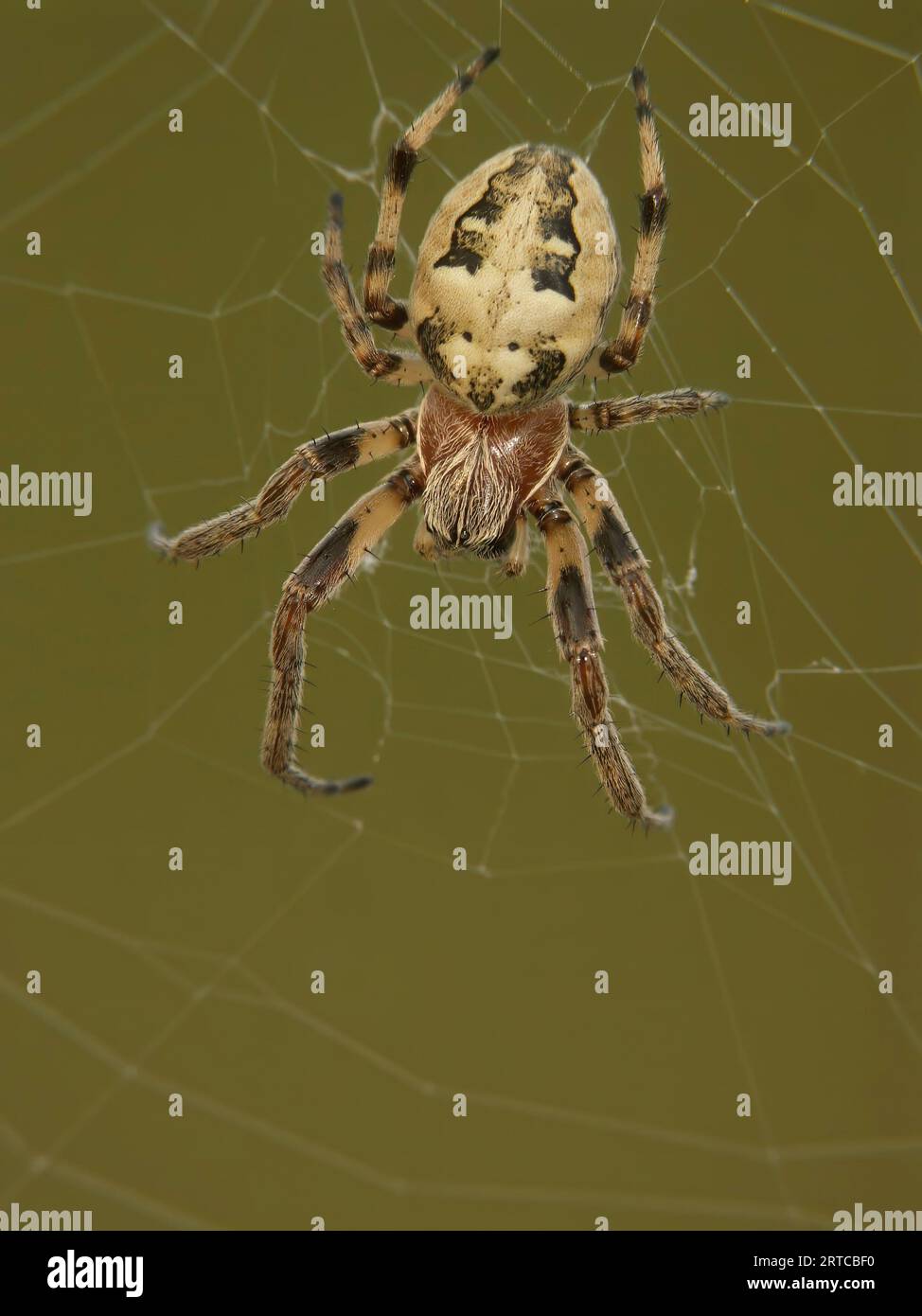 Die natürliche Nahaufnahme einer weiblichen Furchenspinnenflege Larinioides cornutus in ihrem Netz Stockfoto