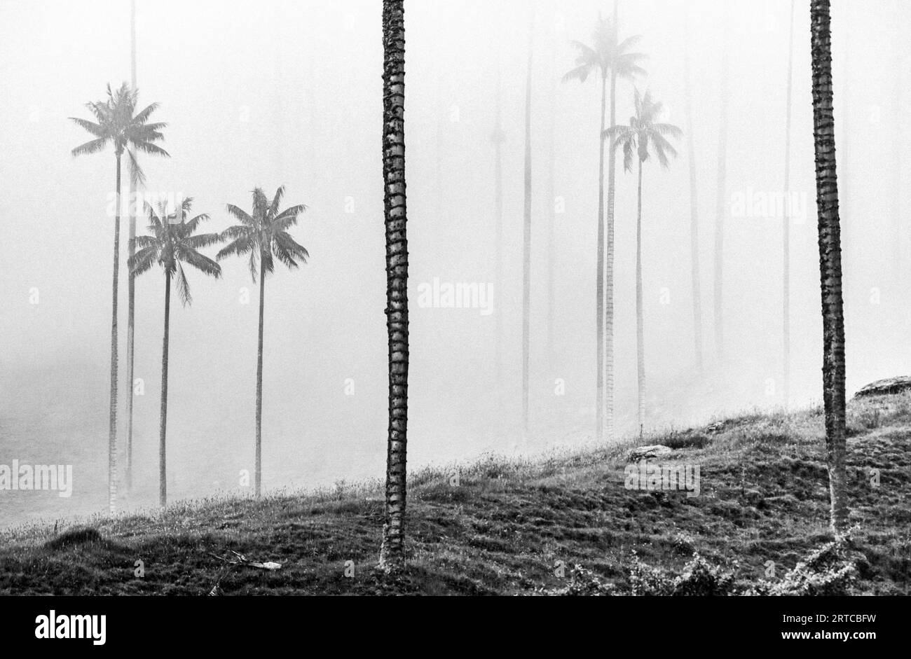 Schwarz-weiß „Fogy Cocora“, höchste Palmen der Welt, Wachspalmen, Cocora Valley, Salento, Kolumbien Stockfoto