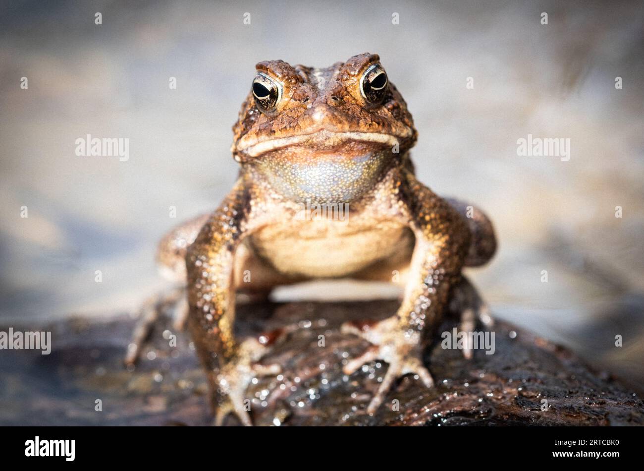 „Ribbit...Ribbit“ amerikanische Kröte, weibliche Kröte, Tennessee, USA Stockfoto