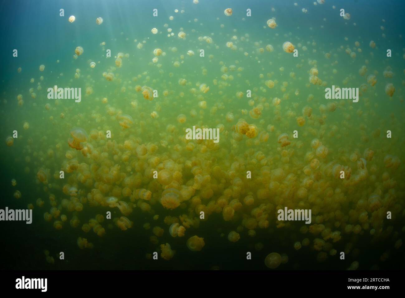 Mastigius sp., eine endemische goldene Qualle, gedeiht im berühmten Jellyfish Lake von Palau, einem Salzwassersee, der inmitten einer großen Kalksteininsel versteckt ist. Stockfoto