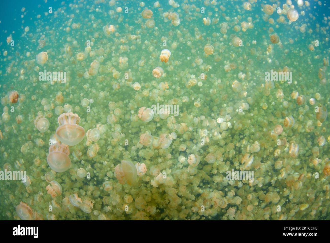 Mastigius sp., eine endemische goldene Qualle, gedeiht im berühmten Jellyfish Lake von Palau, einem Salzwassersee, der inmitten einer großen Kalksteininsel versteckt ist. Stockfoto