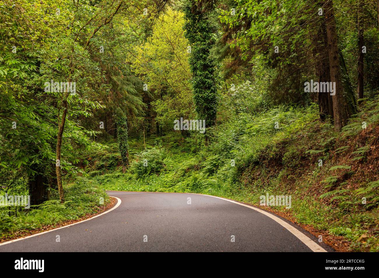 Schmale Panoramastraße durch die feuchten Wälder und Berge des Sintra-Cascais Naturparks westlich von Lissabon, Portugal Stockfoto