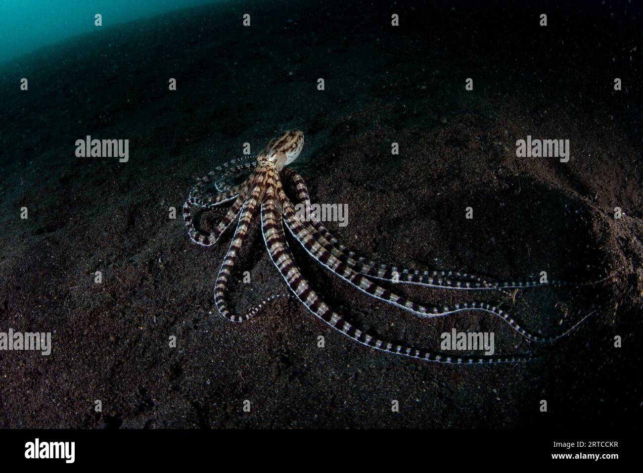 Ein nachgeahmter Oktopus, Thaumoctopus mimicus, kriecht durch einen schwarzen Sandboden in der Lembeh-Straße, Indonesien. Dieses einzigartige Kopffüßer kann andere Arten imitieren. Stockfoto