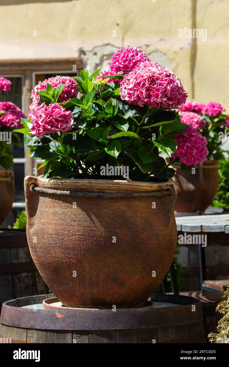 Terrakotta-Blumentöpfe mit Herbstkomposition mit Chrysanthemen und Heidekraut im Garten. Stockfoto