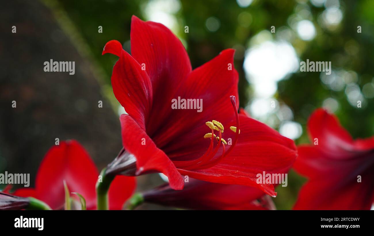 Rote Amaryllis-Blüten blühen im Park. Die Blütenblätter sind wie eine Trompete geformt, die Farbe ist rot mit einem gelben Pistil, der sich vorne hervorhebt. Stockfoto