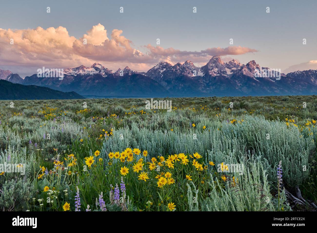 Frühlingsblumen mit Grand Teton Range, Grand Teton National Park, Wyoming, Vereinigte Staaten von Amerika Stockfoto