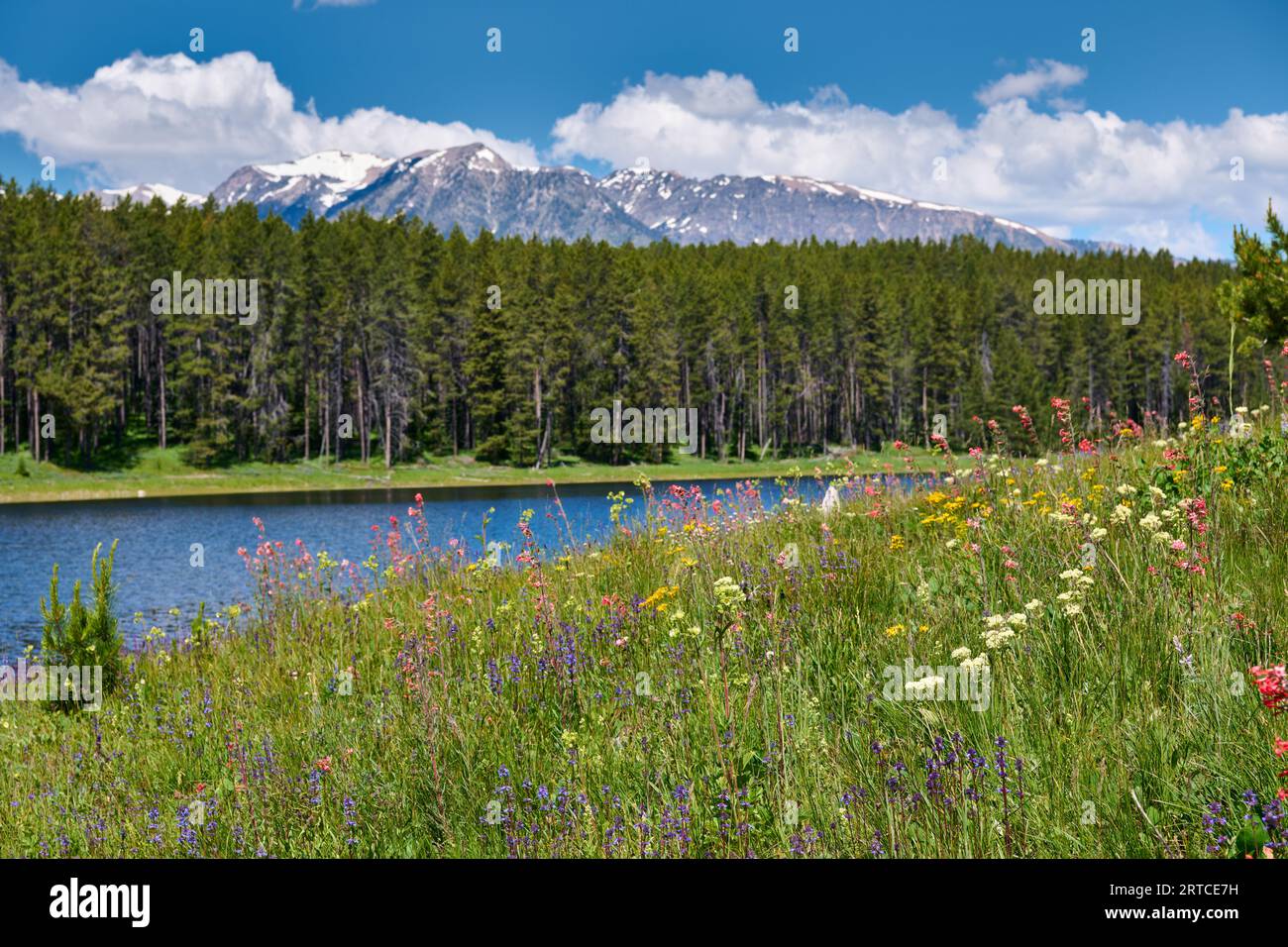 Frühlingsblumen im Grand Teton National Park, Wyoming, Vereinigte Staaten von Amerika Stockfoto