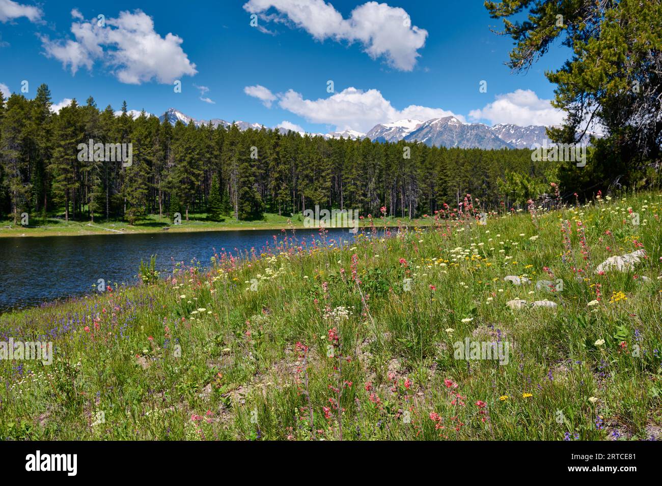 Frühlingsblumen im Grand Teton National Park, Wyoming, Vereinigte Staaten von Amerika Stockfoto