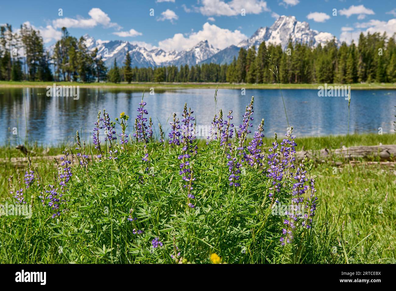 Lupinenblüte, Lupinus sericeus, Frühlingsblumen im Grand Teton National Park, Wyoming, Vereinigte Staaten von Amerika Stockfoto