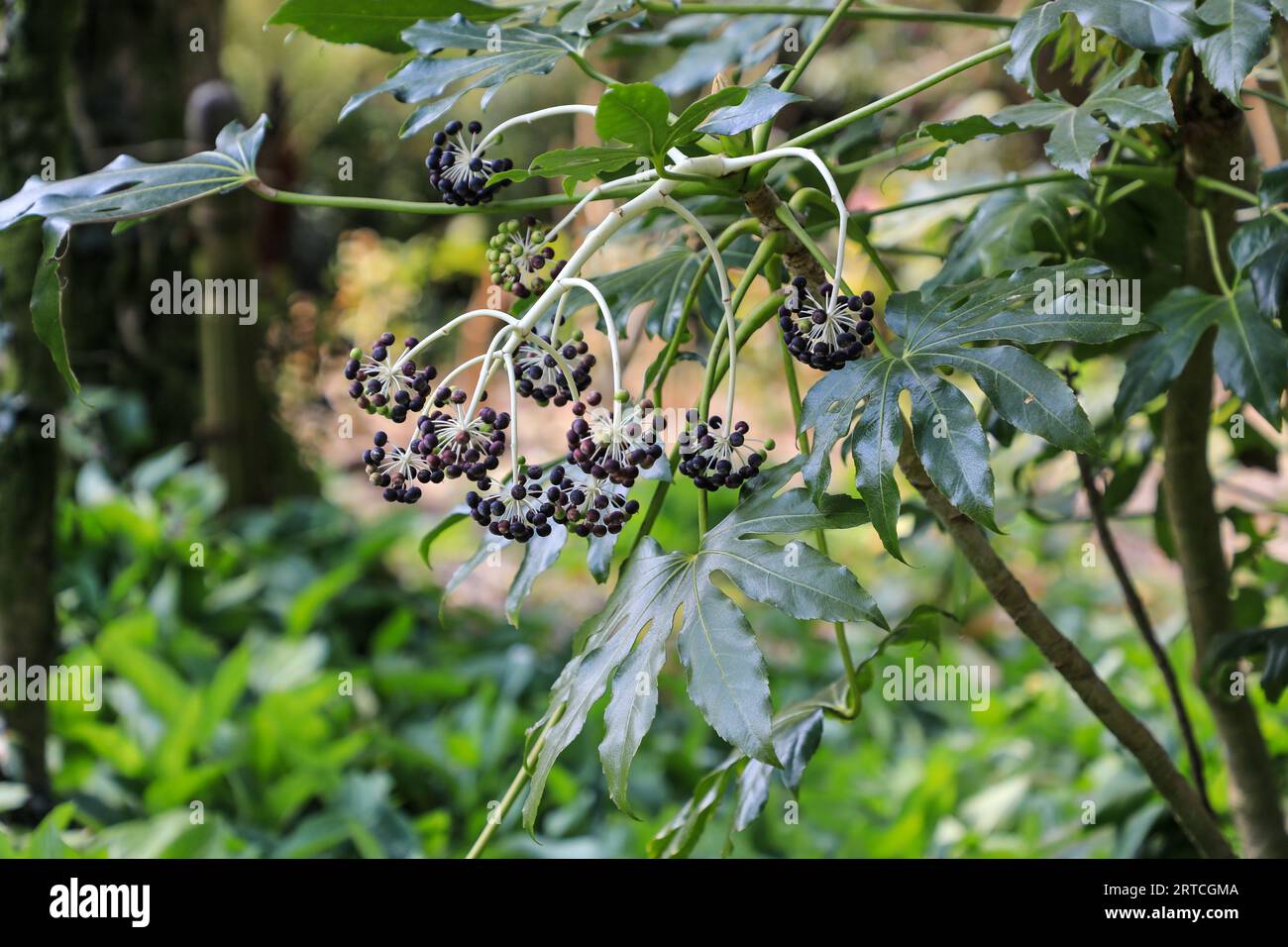 Die kleine schwarze Frucht der Rizinusölpflanze, japanische aralia, Fatsia japonica, Fatsi, immergrüne Sträucher, England, Großbritannien Stockfoto