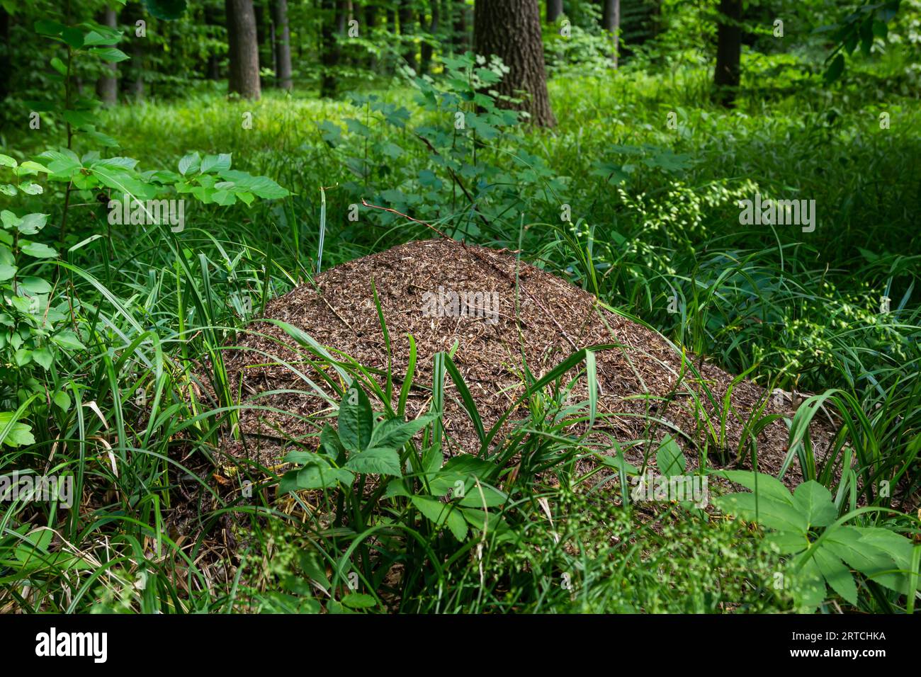 Ein großer Anthill in einem Fichtenwald.das Haus der Ameisen.Waldschutzwald.Wandern im frischen Wald. Stockfoto