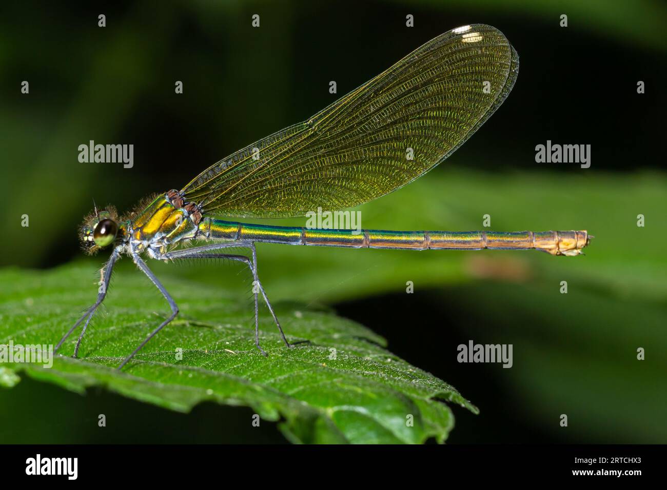 Banded demoiselle, Calopteryx splendens, sitzt auf einem Grashalm. Wunderschöne blaue demoiselle in ihrem Lebensraum. Insektenporträt mit hellgrünem Backgr Stockfoto