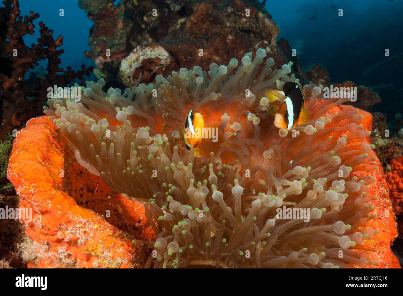 Clarks Clownfisch, Amphiprion clarkii, Raja Ampat, West Papua, Indonesien Stockfoto