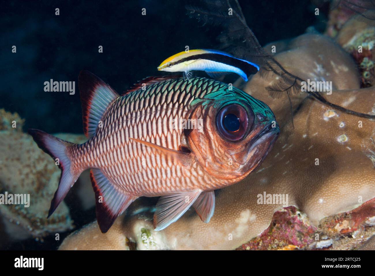 Sauberer Fisch, Soldatenfisch, Labroides dimidiatus, Raja Ampat, West Papua, Indonesien Stockfoto