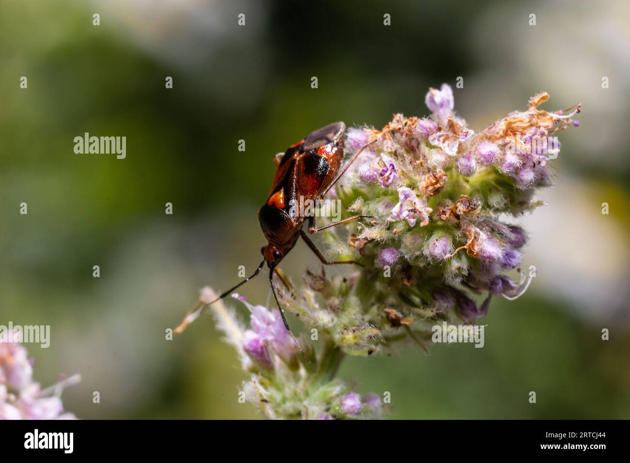 Nahaufnahme eines kleinen Mirid-Käfers, Deraeocoris ruber, hängt auf einem grünen Blatt im Garten. Stockfoto