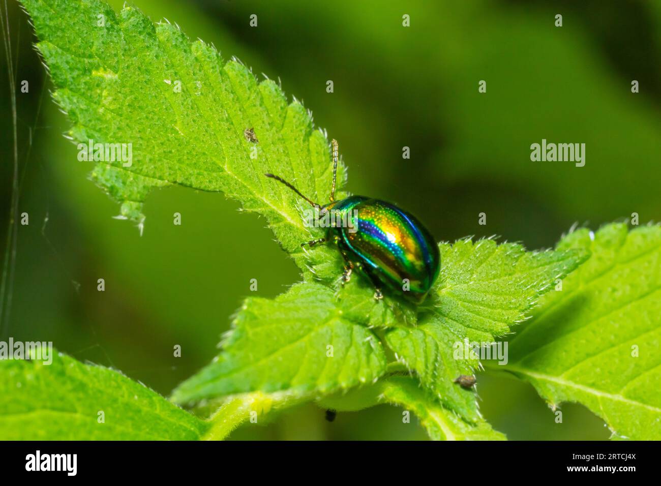 Der Käfer Chrysolina fastuosa macht Nahaufnahmen auf den grünen Blättern. Stockfoto