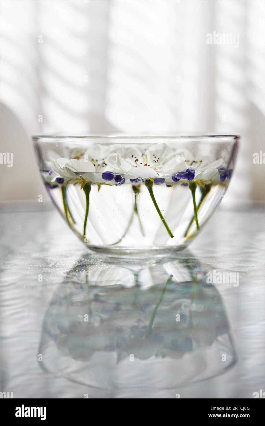Weiße blühende Blumen und violette Blumensamen in einer Glasschale mit Wasser auf einem Glastisch. Stockfoto