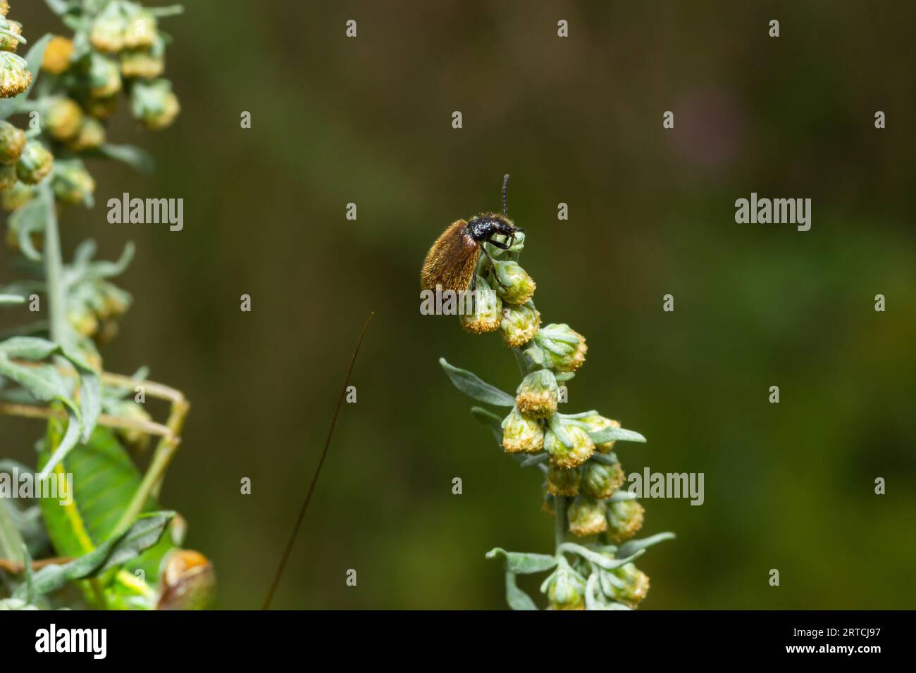 Lagria hirta Beetle. Ein haariger Käfer in der Familie Tenebrionidae, der sich angeblich von Asteraceae- und Apiaceae-Pflanzen ernähren soll. Stockfoto