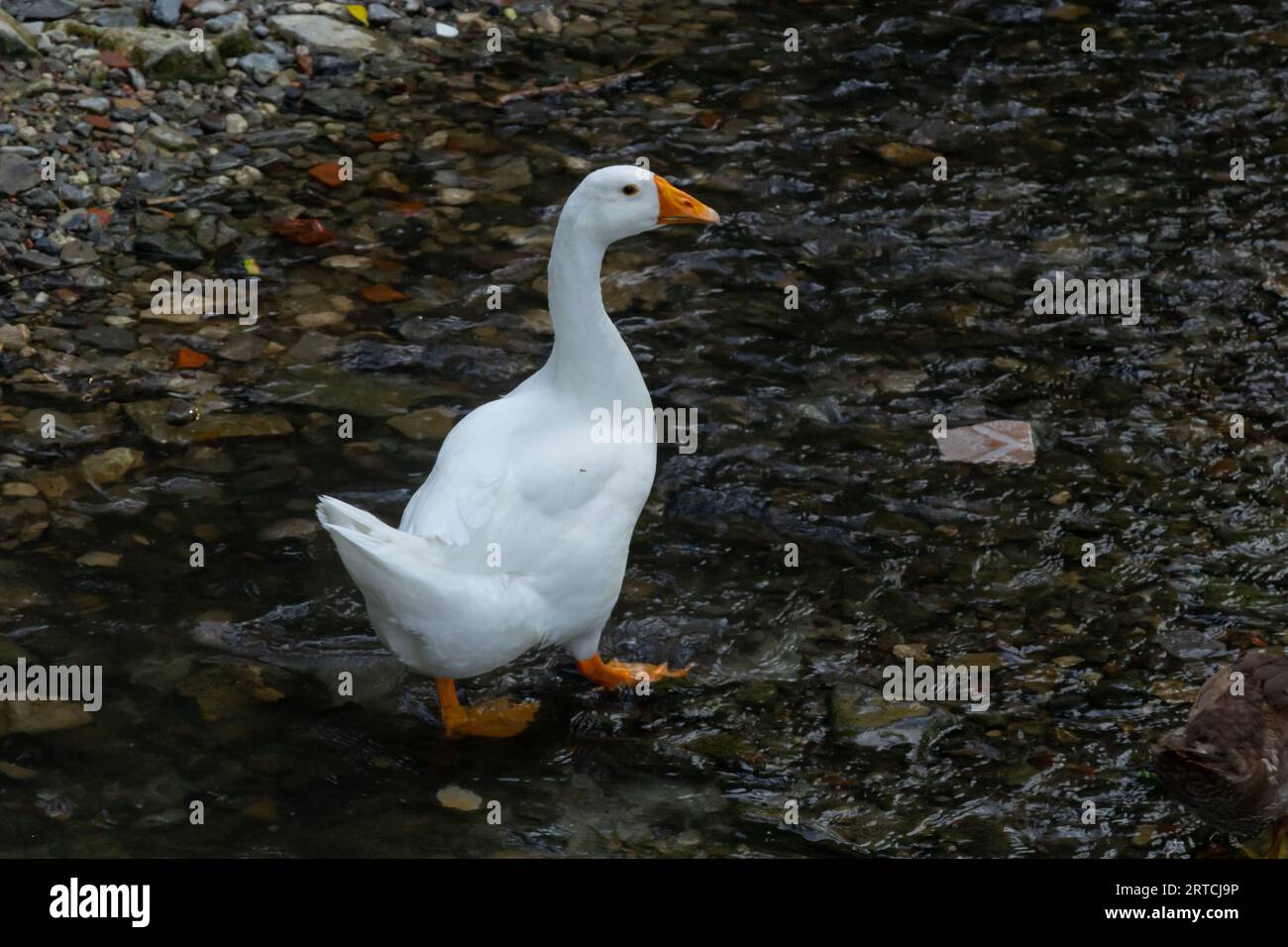 Große weiße Gans mit orangefarbenen Schnabel, den Mund offen, direkt an der Kamera suchen, römischen Seen, Marple, Cheshire, UK. Gänse sind Wasservögel der Familie Anati Stockfoto