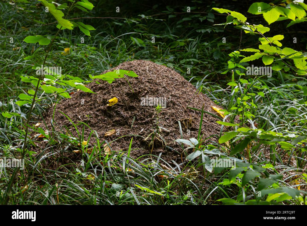 Ein Anthill im Sommerwald. Sommerblick auf den Wald eines großen Anthols. Das Nest besteht aus Kiefernnadeln, die jeweils übereinander gestapelt sind Stockfoto