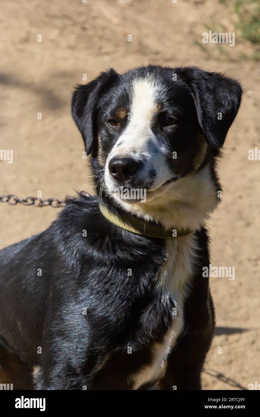 Porträt eines großen, schwarz-weißen, nicht reinrassigen Hundes. Dorfgarten, an einem Seil. Stockfoto