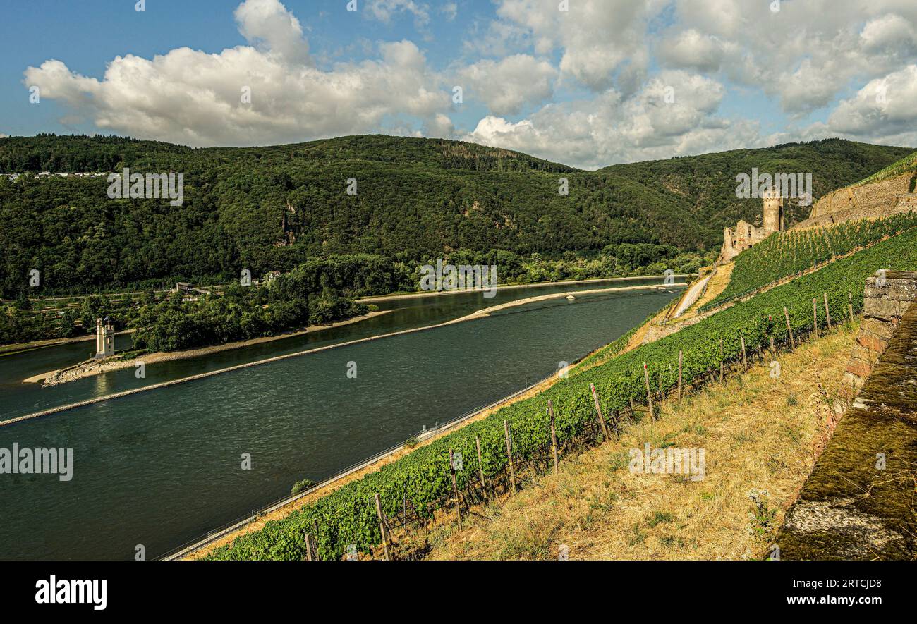 Blick über die Weinberge bei Rüdesheim auf die Ruine von Schloss Ehrenfels und den Mausturm, Oberes Mittelrheintal, Hessen/Rheinland-Pfalz, GE Stockfoto