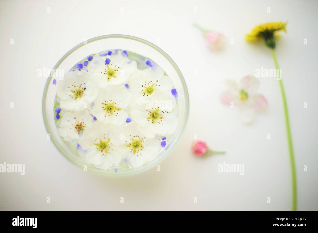 Weiße blühende Blumen und lila Blumenkerne schweben in einer Glasschüssel mit Wasser auf einem weißen Tisch mit Blumen um sich herum. Stockfoto