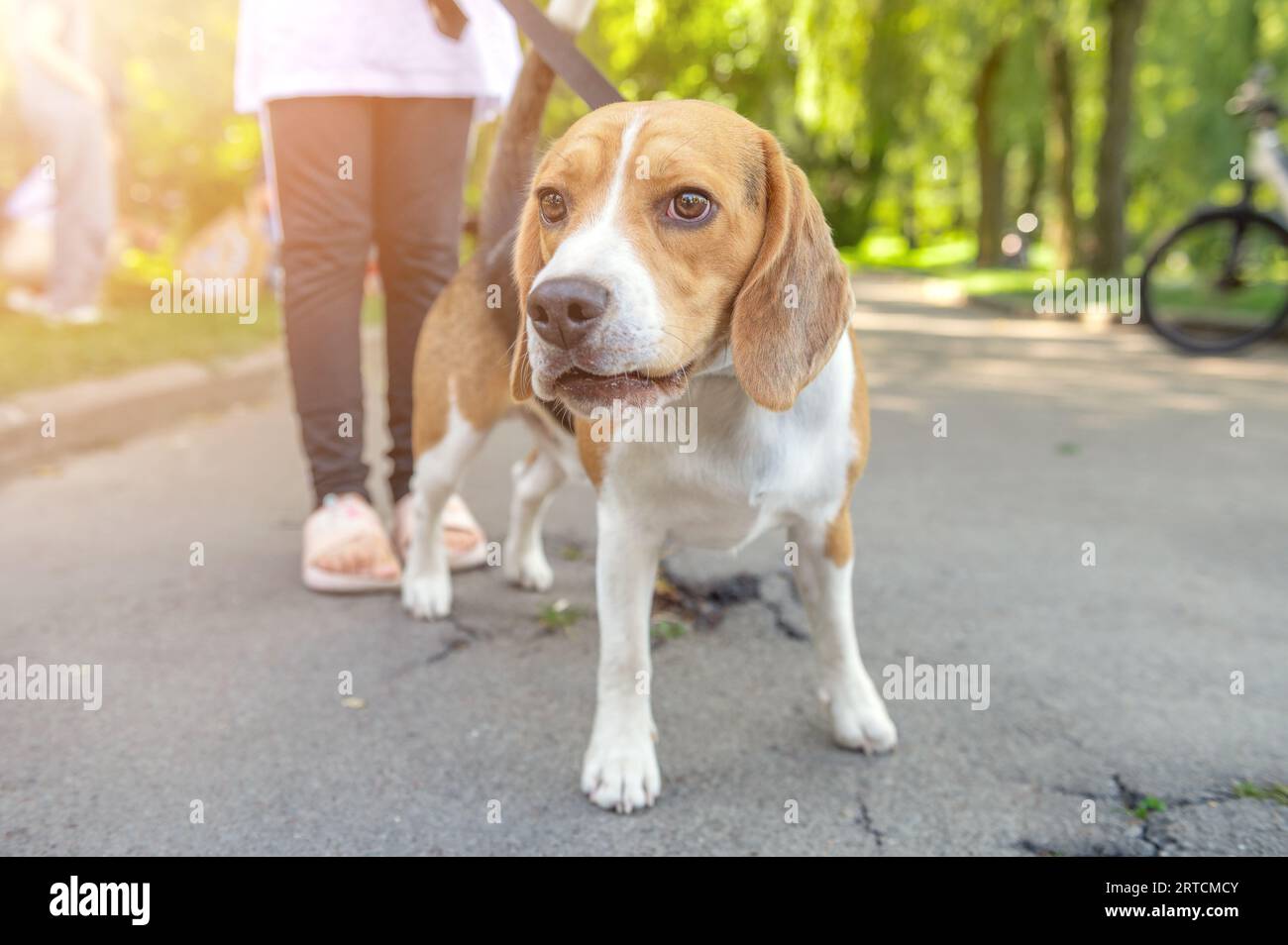 Beagle-Hund im Park. Junge Frau mit Beagle-Hund. Stockfoto
