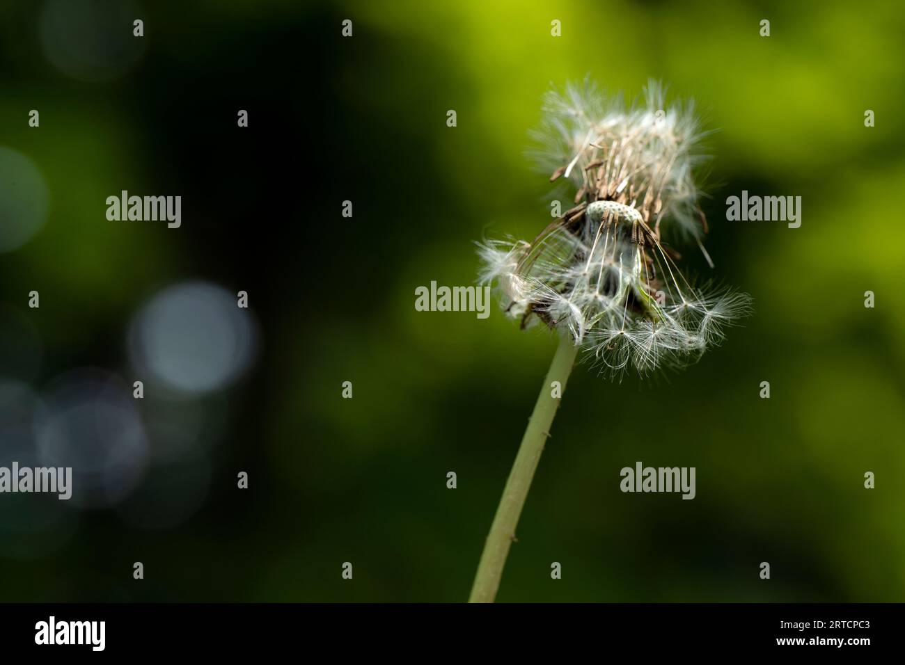 Löwenzahn auf grüne Bokeh Hintergrund Stockfoto